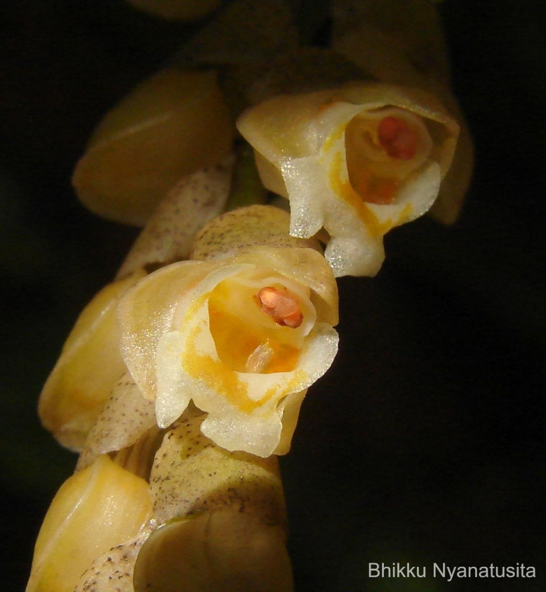 Coelogyne imbricata (Hook.) Rchb.f.